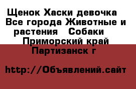 Щенок Хаски девочка - Все города Животные и растения » Собаки   . Приморский край,Партизанск г.